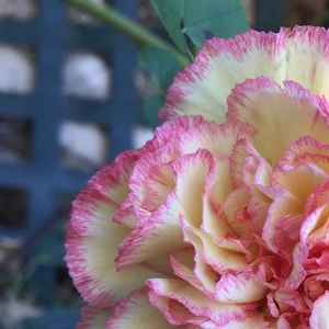 Meet your Posher, River